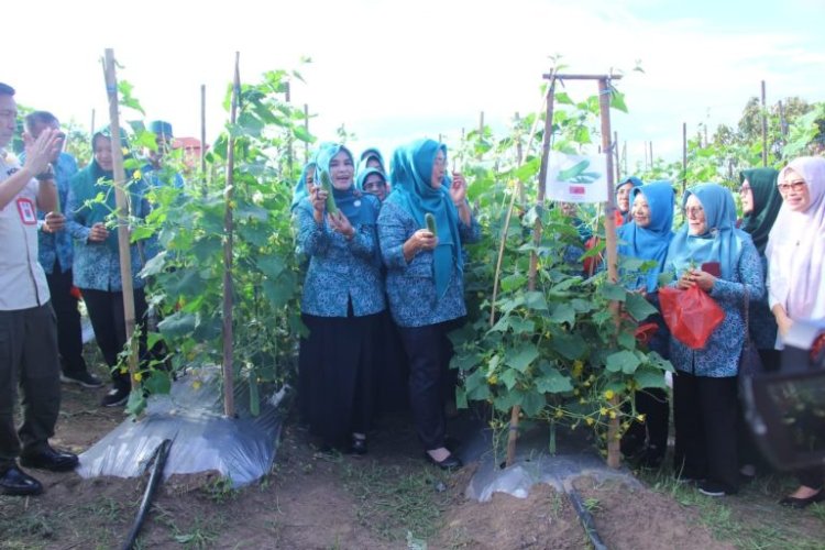 Ketua Tim PKK Bersama Sekda Lamsel Panen Perdana Timun di Kebun Edukasi