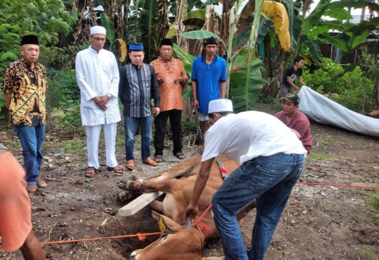 Hari Raya Idul Adha 1444 H, PWI Lampung Kurban Empat Ekor Sapi 