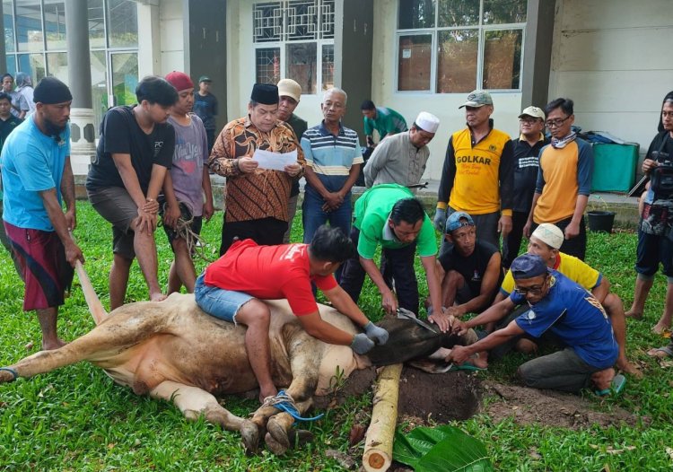 Hari Raya Idul Adha 1444 H, UIN RIL Sembelih 12 Ekor Hewan Kurban