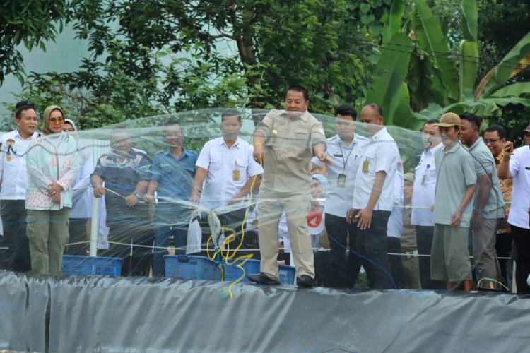 Panen Perdana Udang Vaname Air Tawar, Gubernur Harapkan Budidaya Udang Air Tawar di Lampung Menjadi Percontohan