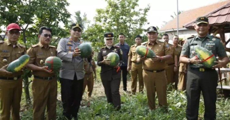 Bupati Lampung Selatan Bersama Forkompimda Tanam Bawang Sekaligus Panen Semangka di Kebun Edukasi