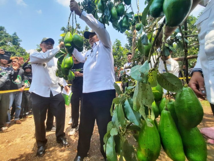 Gubernur Arinal: Sinergi Pemerintah-Masyarakat, Alpukat Siger Giri Mulyo Berbuah Manis