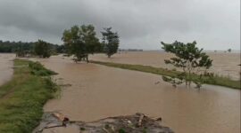 Lahan sawah di wilayah Kecamatan Palas, Lampung Selatan terendam banjir. (Foto: Istimewa)