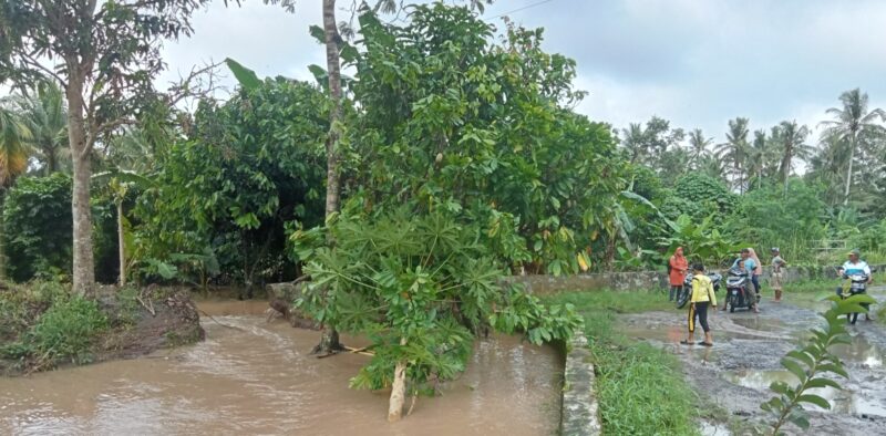 DLHD mendata areal pertanaman padi terendam banjir di Lamsel mencapai 6.914,5 Hektare. (Man).