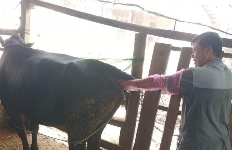 Dinas Peternakan dan Kesehatan Hewan lakukan pengecekan  kesehatan Hewan (Ist).
