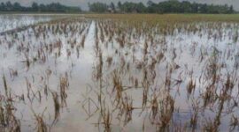 Tanaman padi alami puso. Foto. Ist