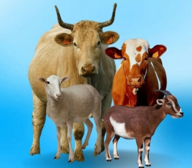 Hewan Kurban (Foto.Ilustrasi)