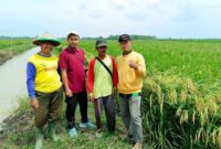 Pihak dari CV KSM bersama kelompok tani Desa Candipuro (ist).