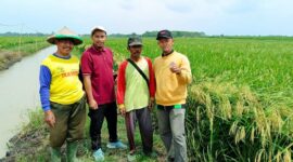 Pihak dari CV KSM bersama kelompok tani Desa Candipuro (ist).