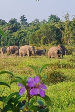 TN Way Kambas Perkuat Strategi Terpadu Tekan Konflik Gajah dan Manusia