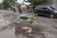 Poto: Kondisi jalan yang berlubang di tanami pisang oleh warga 
(Dedi/Srl)