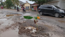 Poto: Kondisi jalan yang berlubang di tanami pisang oleh warga
(Dedi/Srl)