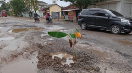 Poto: Kondisi jalan yang berlubang di tanami pisang oleh warga 
(Dedi/Srl)