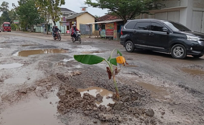 Poto: Kondisi jalan yang berlubang di tanami pisang oleh warga 
(Dedi/Srl)