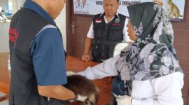 Petugas tengah memberikan pelayanan vaksin rabies secara gratis. Foto.Dok.Dinas Peternakan Lamsel