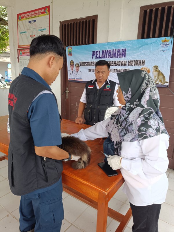 Petugas tengah memberikan pelayanan vaksin rabies secara gratis. Foto.Dok.Dinas Peternakan Lamsel
