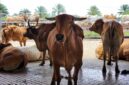 Poto: Sapi Kurban saat idul Adha di Lampung. (Ist).