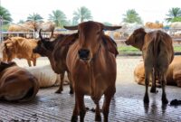 Poto: Sapi Kurban saat idul Adha di Lampung. (Ist).
