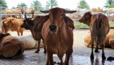 Poto: Sapi Kurban saat idul Adha di Lampung. (Ist).