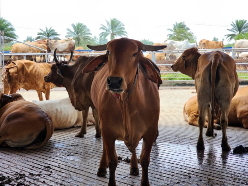 Poto: Sapi Kurban saat idul Adha di Lampung. (Ist).