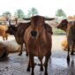 Poto: Sapi Kurban saat idul Adha di Lampung. (Ist).