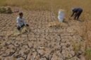 Lahan sawah gagal panen (foto.Ilustrasi) 