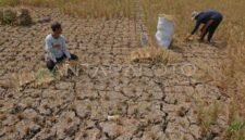 Lahan sawah gagal panen (foto.Ilustrasi) 