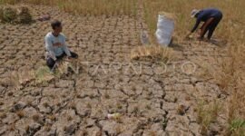 Lahan sawah gagal panen (foto.Ilustrasi) 