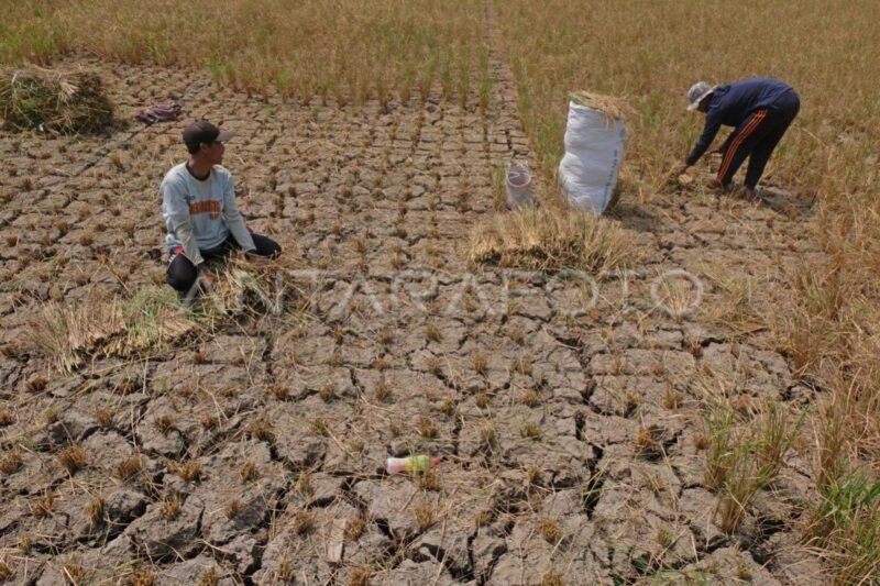 Lahan sawah gagal panen (foto.Ilustrasi) 