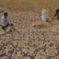 Lahan sawah gagal panen (foto.Ilustrasi) 